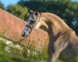 Zuchtstute Moritzbergs Masters Golddust (American Miniature Horse,  , von Marystown Charmers Masterpiece)