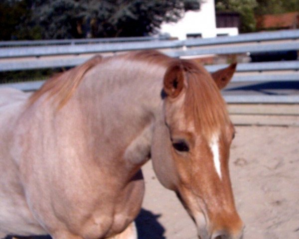 Zuchtstute Vanjana (Deutsches Reitpony, 1996, von Three-B-Valerian)