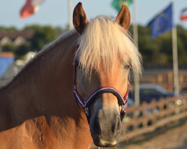 dressage horse Wind 44 (Haflinger, 2000, from Wilson)