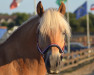 dressage horse Wind 44 (Haflinger, 2000, from Wilson)