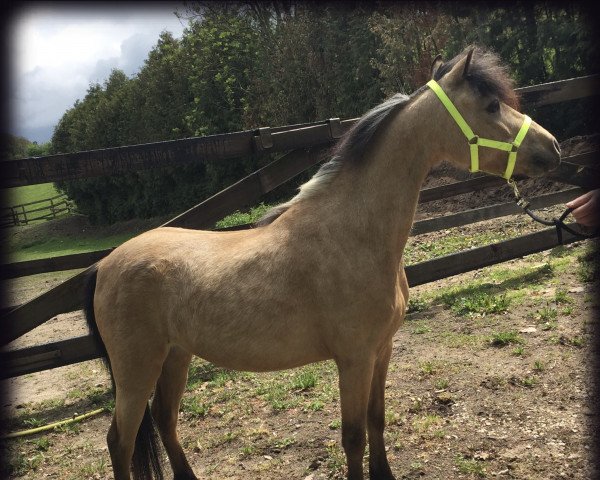 Zuchtstute Royal Passion (American Classic Shetl. Pony,  )