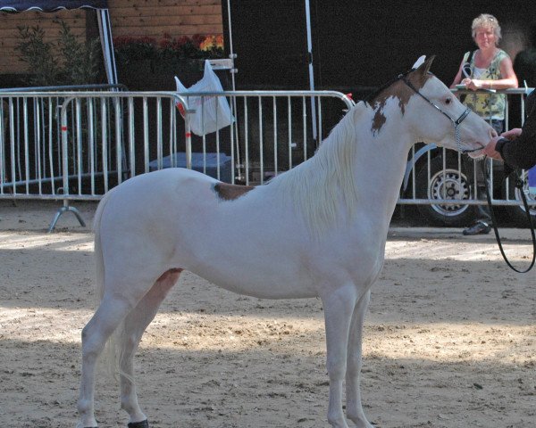 stallion Wallstreet Heads Up Phantom (American Classic Shetler. Pony, 2006, from BL's Rock E Heads Up)