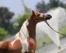 Deckhengst Abrias reigning King (American Miniature Horse,  )