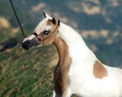 Zuchtstute Abrias Melody (American Miniature Horse,  , von Abrias reigning King)