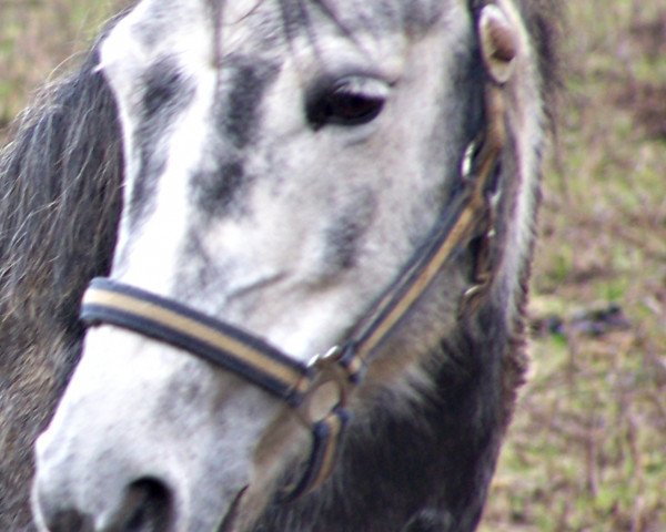 broodmare Ronja (German Riding Pony, 1992, from Grandor)