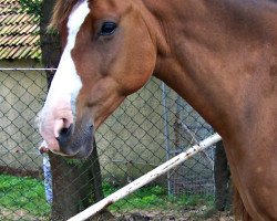 horse Charlie Brown (Kleines Deutsches Pony,  )