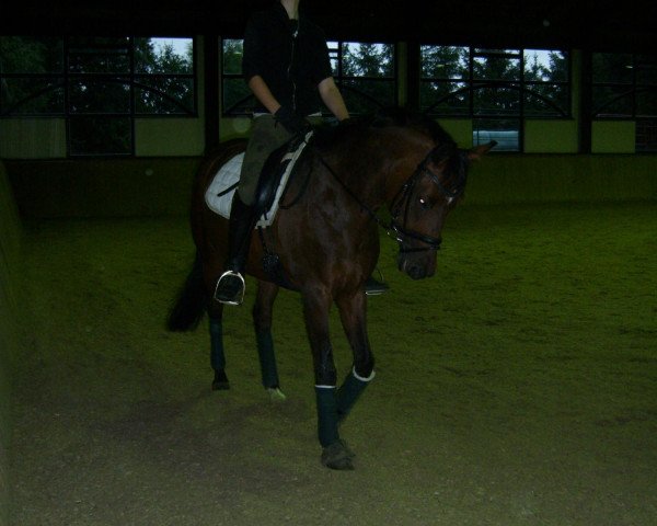horse Tiffany XIV (Trakehner, 1999, from Polarpunkt)