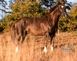 stallion Don Diabono (German Riding Pony, 2018, from Del Piero II)