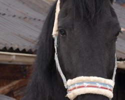 horse Minke (Friese, 2004)