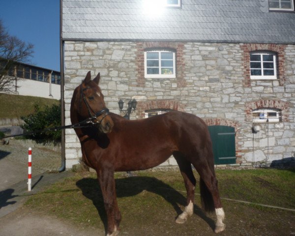 broodmare Grandessa (German Warmblood, 1998, from Grand Cru)