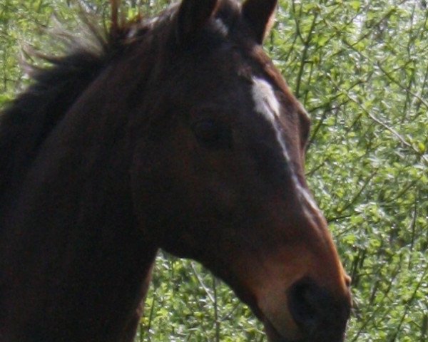 horse Adamello xx (Thoroughbred, 1990, from Königsstuhl xx)