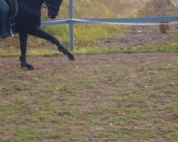 jumper Rumina (Hanoverian, 2004, from Rubinstein I)