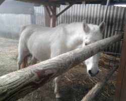 broodmare Amber (Swedish Warmblood, 1990, from Amiral)