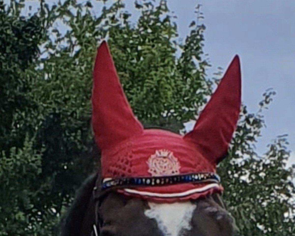 jumper Cadence 3 (Latvian Warmblood, 2005, from Calvados 087)