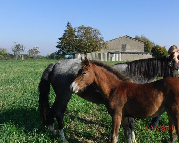 Springpferd Ganschows Daggy (Deutsches Reitpony, 2010, von Holsteins Discounter)