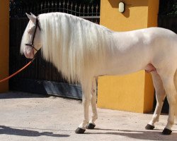 horse Kefir (Pura Raza Espanola (PRE), 2022)