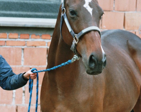 broodmare Arena xx (Thoroughbred, 2001)