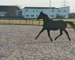 Dressurpferd BeHappy (Österreichisches Warmblut, 2008, von Brentano II)