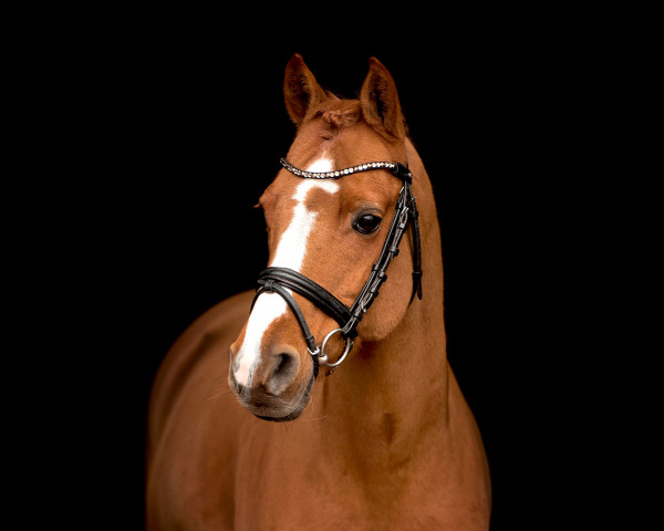 stallion Pride (Nederlands Welsh Ridepony, 2004, from Veenstra's Promise)