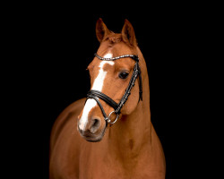 stallion Pride (Nederlands Welsh Ridepony, 2004, from Veenstra's Promise)