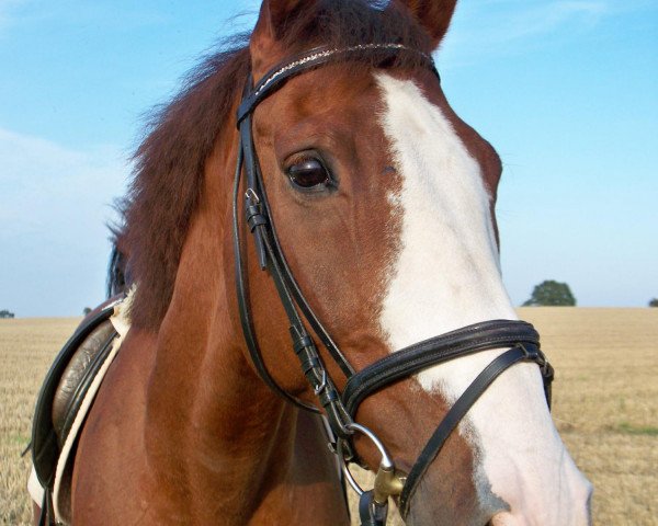 Pferd Mac Larren (Holsteiner, 1997, von Martel xx)