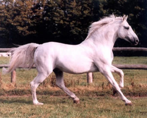 stallion Capitol I (Holsteiner, 1975, from Capitano)