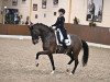 dressage horse Henderson 11 (KWPN (Royal Dutch Sporthorse), 2012, from Glock's Johnson Tn)