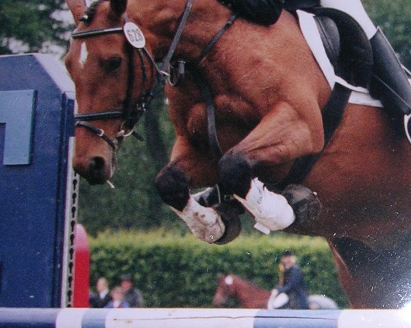 broodmare Cassandra (German Riding Pony, 1992, from Croupier)
