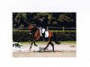 jumper Nolte (German Riding Pony, 2001, from Notre Beau)