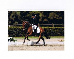 jumper Nolte (German Riding Pony, 2001, from Notre Beau)