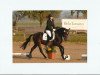 jumper Leon 558 (German Riding Pony, 2004, from Little Angel)