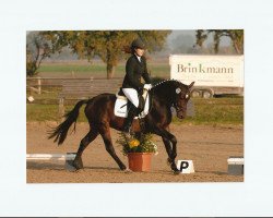 Springpferd Leon 558 (Deutsches Reitpony, 2004, von Little Angel)