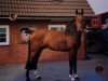 horse Comet G (Danish Warmblood, 1992, from Lucky Light)