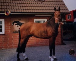 horse Comet G (Danish Warmblood, 1992, from Lucky Light)