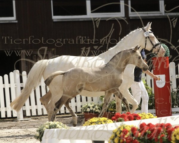 horse Excelsior (German Riding Pony, 2022, from El Sharin)