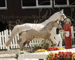 Pferd Excelsior (Deutsches Reitpony, 2022, von El Sharin)