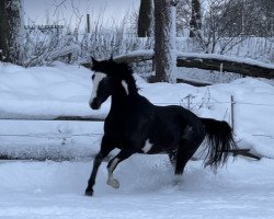 jumper Earl of Colors (Little German Riding Horse, 2020, from Expecto Patronum 3)