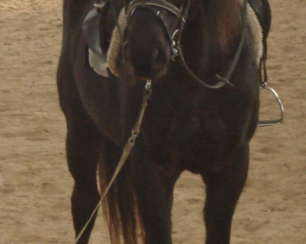 horse Hokus Pokus (Trakehner, 2001, from Sapros)