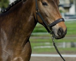 horse Lesley (Holsteiner, 2006, from Larinero)