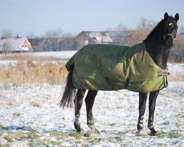 Pferd Bayard 67 (Hannoveraner, 2003, von Bergamon)