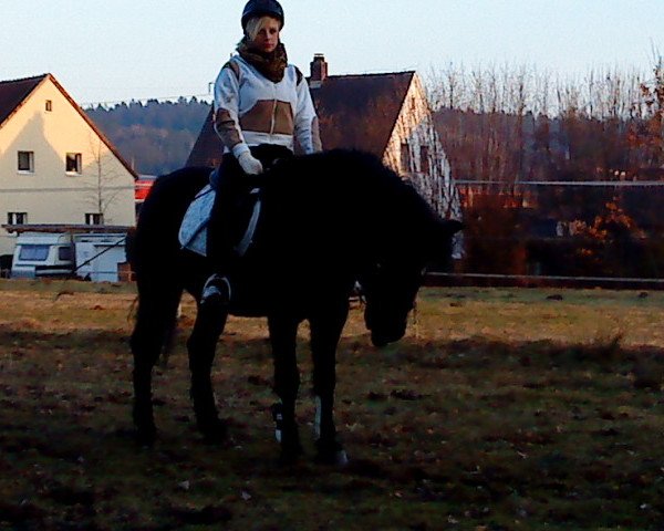 horse Sunny (Arabo-Haflinger,  )