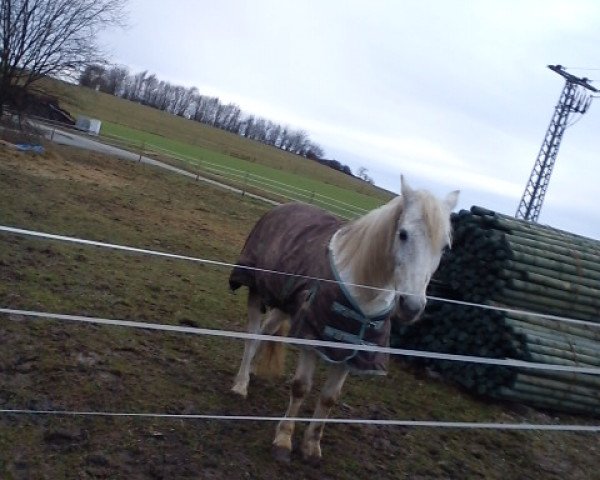 Pferd boris (Niederländisches Pony, 1998)