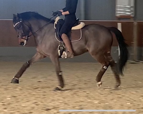 dressage horse KVZ Instertanz (Trakehner, 2015, from Insterburg TSF)