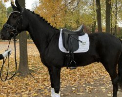 dressage horse Seventy Five (Oldenburg, 2017, from San Amour I)