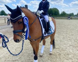 dressage horse Cappuccino Wt (German Riding Pony, 2014, from Kastanienhof Cockney Cracker)