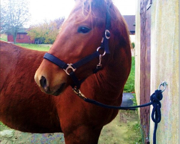 dressage horse Brown Diamond (German Riding Pony, 2007)