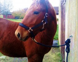 Dressurpferd Brown Diamond (Deutsches Reitpony, 2007)