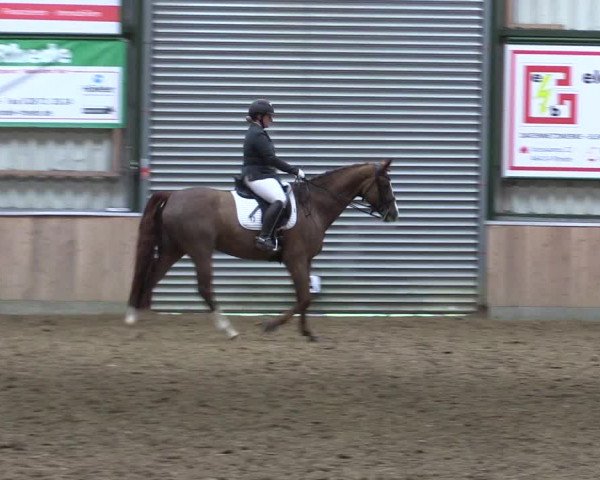 Reitturnier Rhede 2023