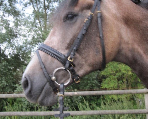 dressage horse Amaroso (Holsteiner, 2006, from Acodetto I)
