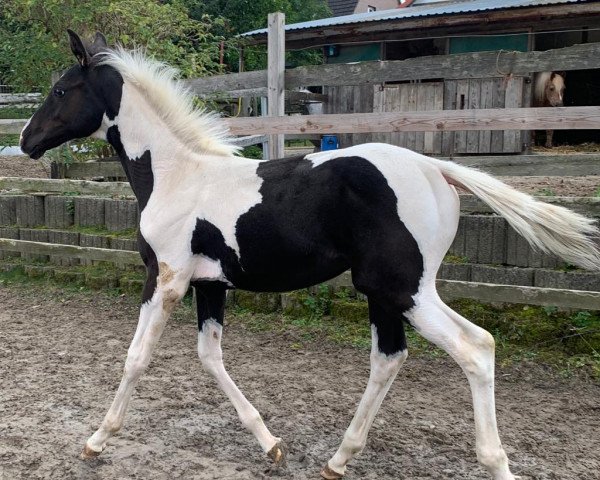 Dressurpferd Sundowner PS (Trakehner, 2022, von Crazy Horse PS)